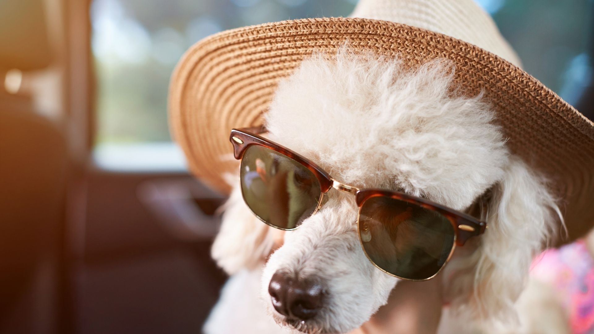 Wil jij die met de hoed op hond zijn ?